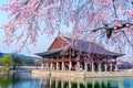 Gyeongbokgung Palace with cherry blossom in spring, Seoul in Korea