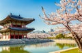 Gyeongbokgung palace with cherry blossom tree in spring time in seoul city.