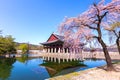 Gyeongbokgung palace with cherry blossom tree in spring time in seoul city of korea, south korea Royalty Free Stock Photo
