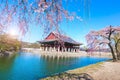 Gyeongbokgung palace with cherry blossom tree in spring time in seoul city of korea, south korea Royalty Free Stock Photo