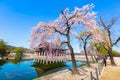 Gyeongbokgung palace with cherry blossom tree in spring time in seoul city of korea, south korea Royalty Free Stock Photo