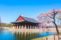 Gyeongbokgung palace with cherry blossom tree in spring time in seoul city of korea, south korea Royalty Free Stock Photo