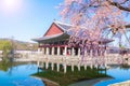 Gyeongbokgung palace with cherry blossom tree in spring time in seoul city of korea, south korea Royalty Free Stock Photo