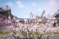 Gyeongbokgung palace with cherry blossom tree in spring time in seoul city of korea, south korea Royalty Free Stock Photo