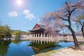 Gyeongbokgung palace with cherry blossom tree in spring time in seoul city of korea, south korea Royalty Free Stock Photo