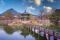 Gyeongbokgung palace with cherry blossom tree in spring time in seoul city of korea, south korea Royalty Free Stock Photo