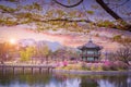 Gyeongbokgung palace with cherry blossom tree in spring time in seoul city of korea, south korea Royalty Free Stock Photo
