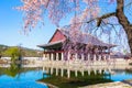 Gyeongbokgung palace with cherry blossom tree in spring time in seoul city of korea, south korea Royalty Free Stock Photo