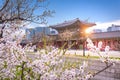 Gyeongbokgung palace with cherry blossomin spring in seoul, south korea.