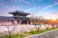 Gyeongbokgung palace with cherry blossomin spring in seoul, south korea.