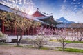 Gyeongbokgung palace in spring, South Korea. Royalty Free Stock Photo