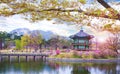 Gyeongbokgung palace in spring, South Korea. Royalty Free Stock Photo