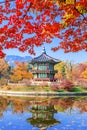 Gyeongbukgung and Maple tree in autumn in korea Royalty Free Stock Photo