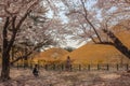 Gyeongju, South Korea - April 6, 2019. Royalty Free Stock Photo