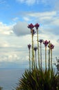 Gymea Lilies (Doryanthes excelsa) Royalty Free Stock Photo