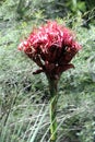 Gymea Lilly, Doryanthes excelsa in the Strickland State Forest Royalty Free Stock Photo