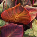 Gymea Lilly Leaves Royalty Free Stock Photo