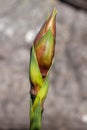 Gymea Lily Royalty Free Stock Photo