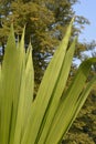 Gymea lily Royalty Free Stock Photo