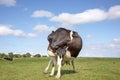 Gymnastic cow. Headless cow with an itch, flexible licking her thigh in a meadow under a blue sky Royalty Free Stock Photo