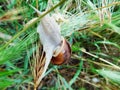 Gymnastics of a snail on blade of grass during a rainy day