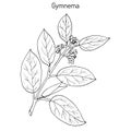 Gymnema sylvestre, or cowplant, gurmari, medicinal plant Royalty Free Stock Photo