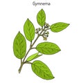 Gymnema sylvestre, or cowplant, gurmari, medicinal plant Royalty Free Stock Photo