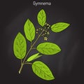 Gymnema sylvestre, or cowplant, gurmari, medicinal plant Royalty Free Stock Photo