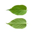 Gymnema sylvestre leaf isolated on white background. Royalty Free Stock Photo