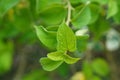 Gymnema Sylvestre Medicinal Plant Leaves. Gurmar organic  Plant Royalty Free Stock Photo