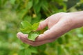 Gymnema Sylvestre Medicinal Plant Leaves. Gurmar organic  Plant Royalty Free Stock Photo