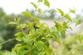 Gymnema Sylvestre Medicinal Plant Leaves. Gurmar organic  Plant Royalty Free Stock Photo