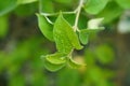 Gymnema Sylvestre Medicinal Plant Leaves. Gurmar organic  Plant Royalty Free Stock Photo