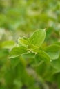 Gymnema Sylvestre Medicinal Plant Leaves. Gurmar organic  Plant Royalty Free Stock Photo