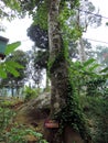 Gymnema sylvestre tree in Spice Garden in Munnar, Kerala, India Royalty Free Stock Photo