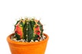 Gymno variegata cactus in a pot. Royalty Free Stock Photo