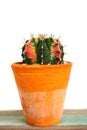 Gymno variegata cactus in a pot. Royalty Free Stock Photo