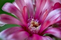 Gymnocalycium baldianum, cactus flower, closeup Royalty Free Stock Photo