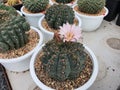 Gymnocalycium Baldianum succulent plant, a spherical cactus with thorns. Royalty Free Stock Photo