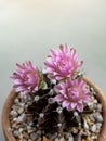 Gymnocalycium Cactus flower,close-up Pink delicate petal flower