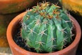 Gymnocalycium Cactus with thick spider spines