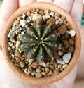 gymnocalycium friedrichii lb 2178