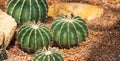 Gymnocalycium horstii in botanic garden Royalty Free Stock Photo