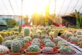 Gymnocalycium, mammillaria, stetsonia, cereus, cleistocactus a variety of farm grown in greenhouses industrial. Business for sale Royalty Free Stock Photo