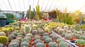 Gymnocalycium, mammillaria, stetsonia, cereus, cleistocactus a variety of farm grown in greenhouses industrial. Business for sale Royalty Free Stock Photo