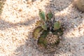 Gymnocalycium mihanovichii cactus with unripe seed pods and offshoots