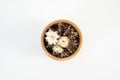 Gymnocalycium mihanovichii cactus white flowers blooming on white background, Top view. Royalty Free Stock Photo