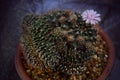 Gymnocalycium mihanovichii cristata montrose is a species of cactus.
