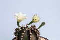 Gymnocalycium mihanovichii flower cactus in black pot isolate on white background.Ruby Ball,Red Cap,Red Hibotan or Hibotan cacti.