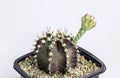 Gymnocalycium mihanovichii flower cactus in black pot isolate on white background.Ruby Ball,Red Cap,Red Hibotan or Hibotan cacti.